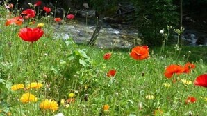 A natural landscape with a variety of wildflowers and a stream. - Very well appointed Apartment in Chatel , very convenient for shops ,restaurants (Châtel)