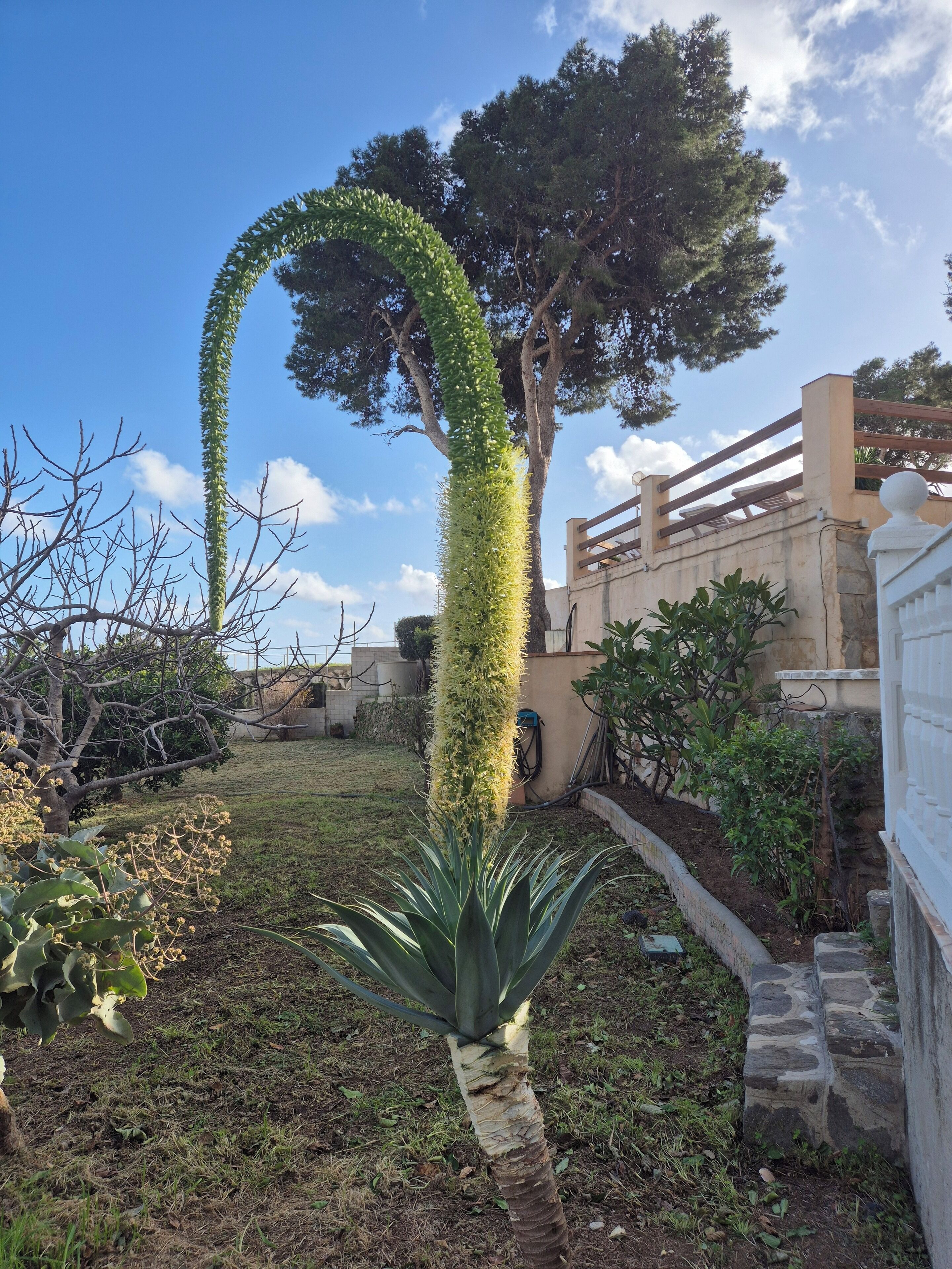 A garden with a tree, a stone wall, and a fence.