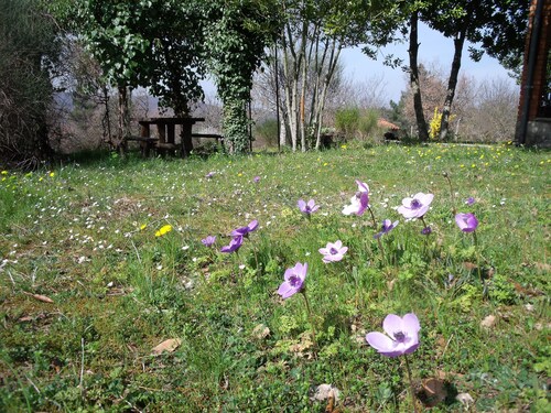 Ferienhaus / Villa - Monte San Savino