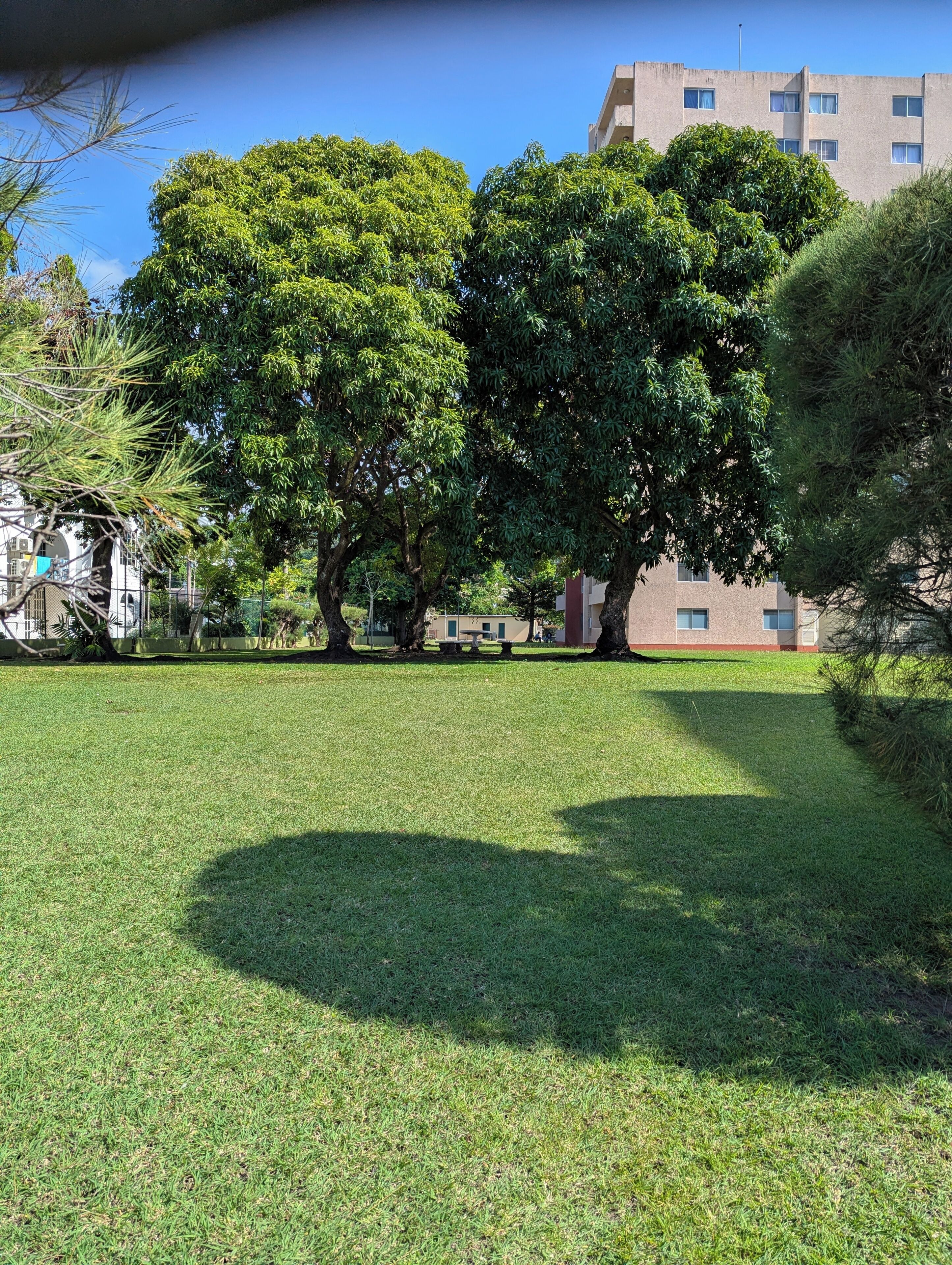 A grassy area with trees and a building in the background.
