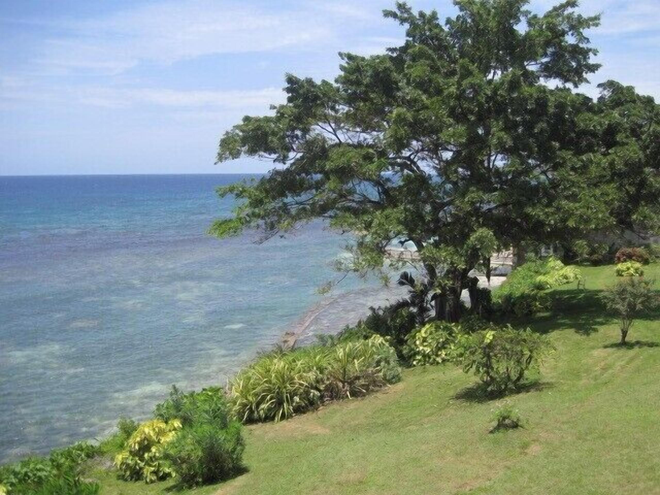 A coastal landscape with a large tree, clear blue water, and grassy areas.