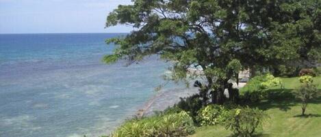 A coastal landscape with a large tree, clear blue water, and grassy areas.