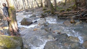 A natural stream with rocks and trees, a person standing by the stream, and a forested area. - In Marignac, house of 70m2, all comfort, with closed courtyard. (5 people) (Marignac)