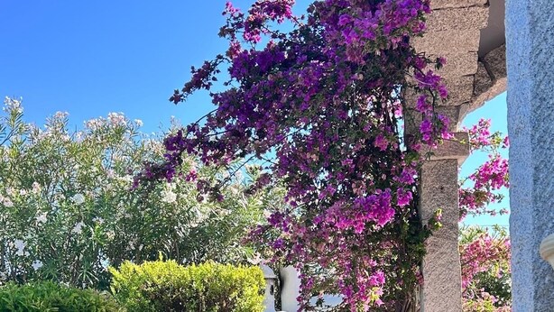 A garden with various flowering plants and a stone structure. - Villa with private pool, large lawn, all with sea view. (Orosei)