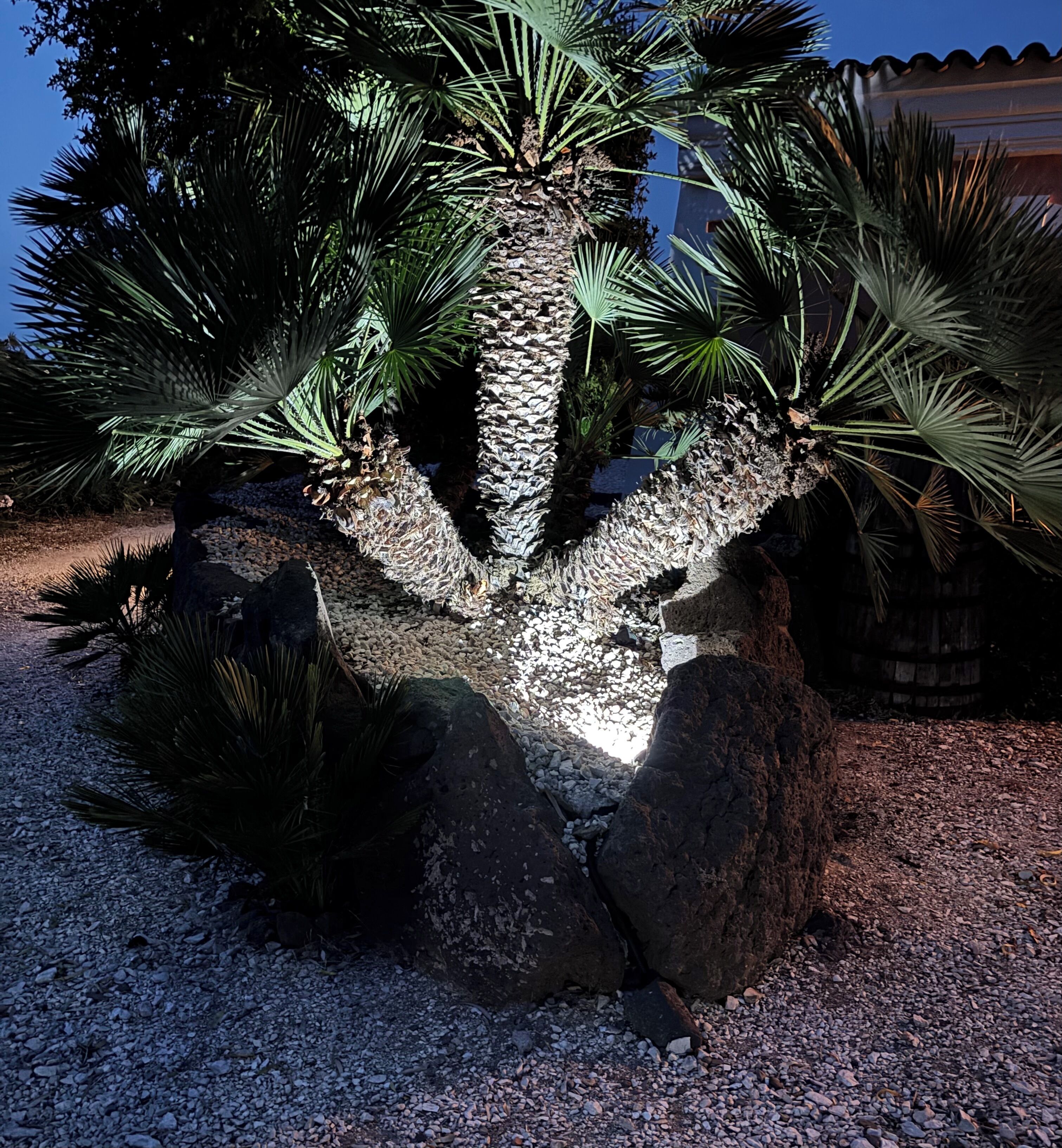 Un jardí ben cuidat amb una palmera, pedres grans i sorra.