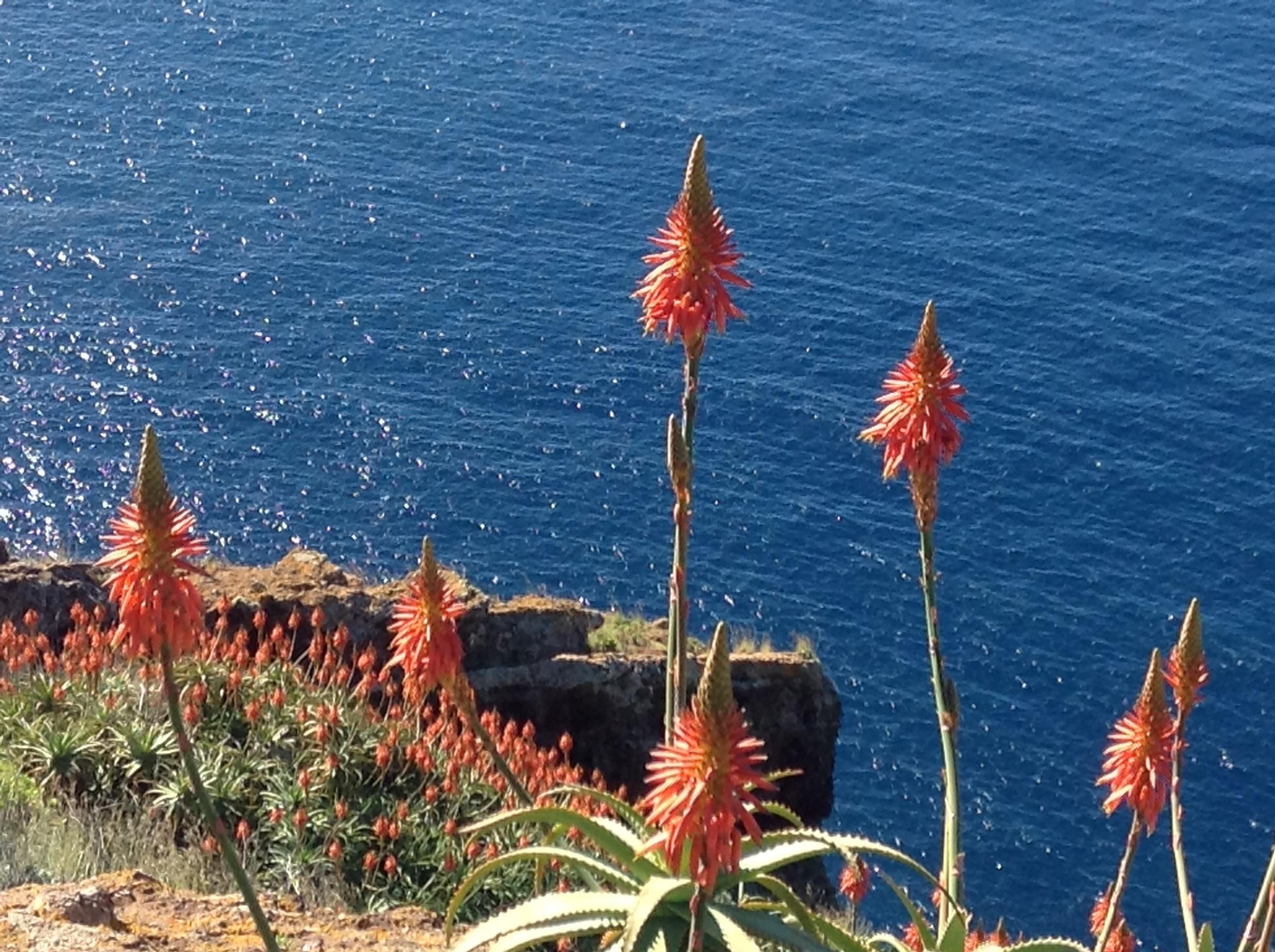 Paisaje costero con flores rojas y un acantilado rocoso que domina el océano.
