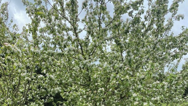 A wooden gate leading to a lush green field with blooming white flowers. - A DELIGHTFUL STUDIO APARTMENT WITH FARM LAND VIEWS (Patching Nr.Arundel)