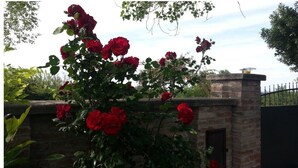 Un jardin avec des roses rouges et un mur de briques.