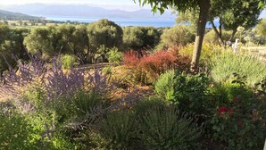Un jardín con diversas plantas y vista al mar.