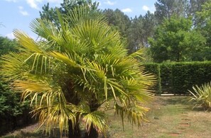 Property grounds - Holiday in Biscarrosse in a residence (Biscarrosse)