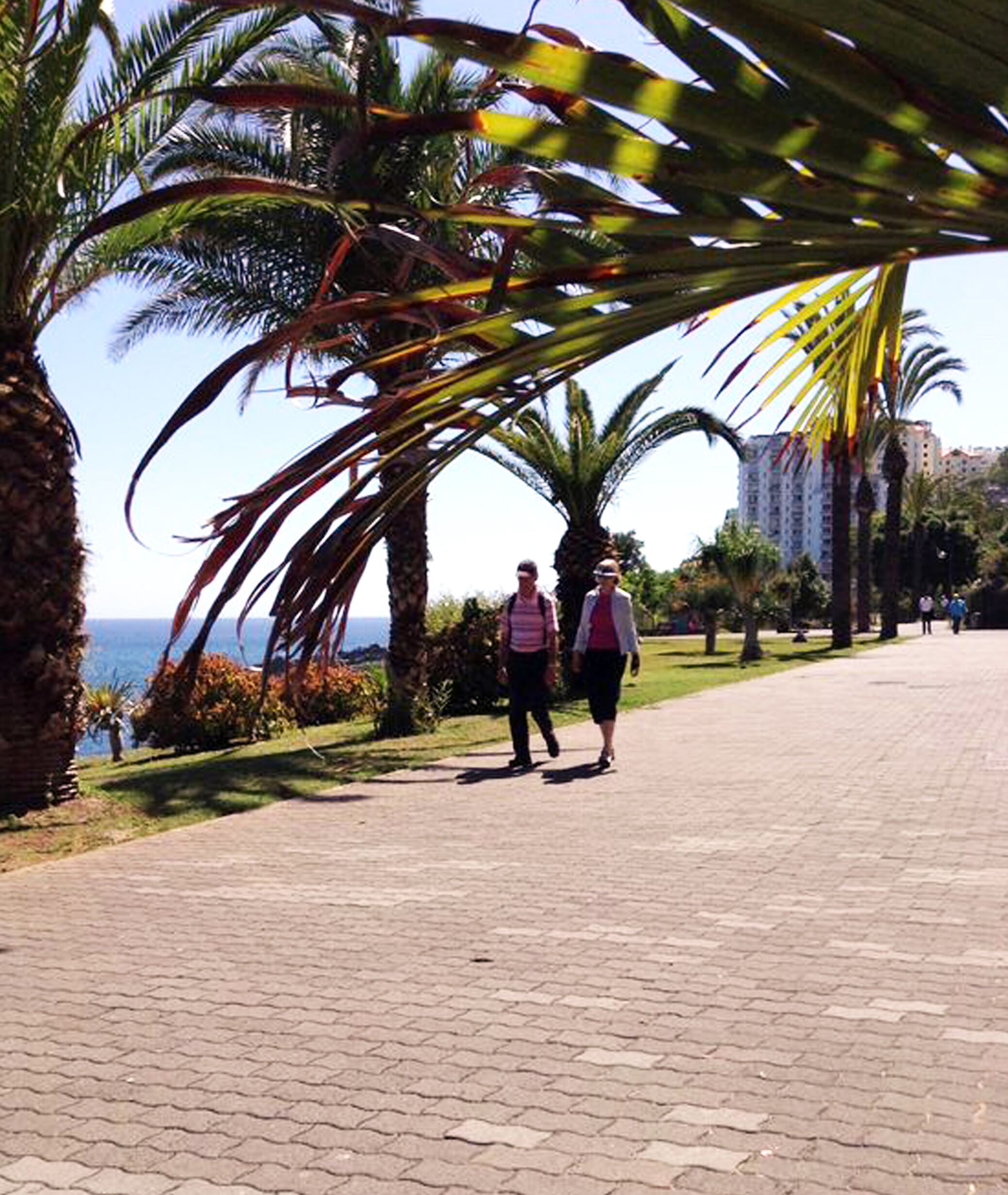 Une promenade dallée bordée de palmiers, avec vue sur la mer.