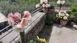 Uma varanda com vasos de flores e um cacto, com vista para uma paisagem verde exuberante.