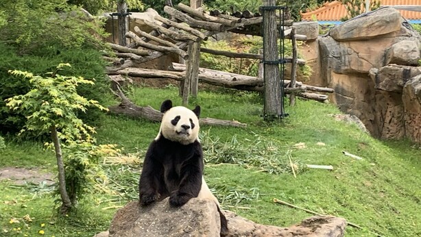 A panda sitting on a rock in a zoo enclosure with a wooden fence and greenery in the background.