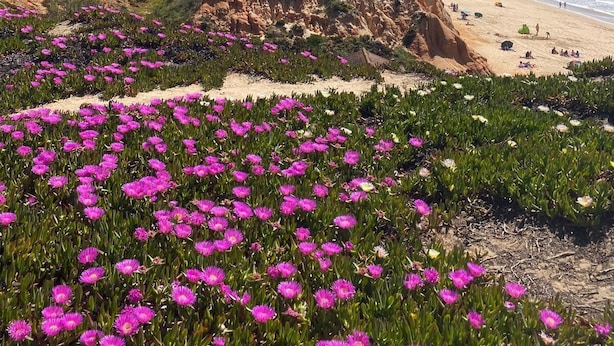 A coastal landscape with a beach, cliffs, and a field of pink flowers.