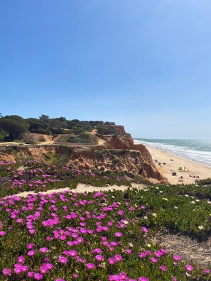 A coastal landscape with a beach, cliffs, and a field of pink flowers.