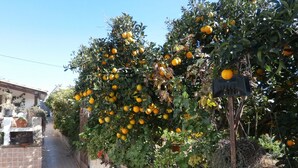 Un jardin agrémenté d’orangers et de diverses plantes en pot, le long d’un chemin bordé de carreaux.