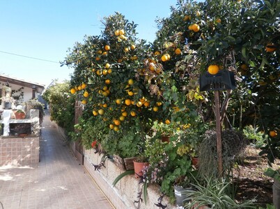 Quiet cottage in the middle of an orchard