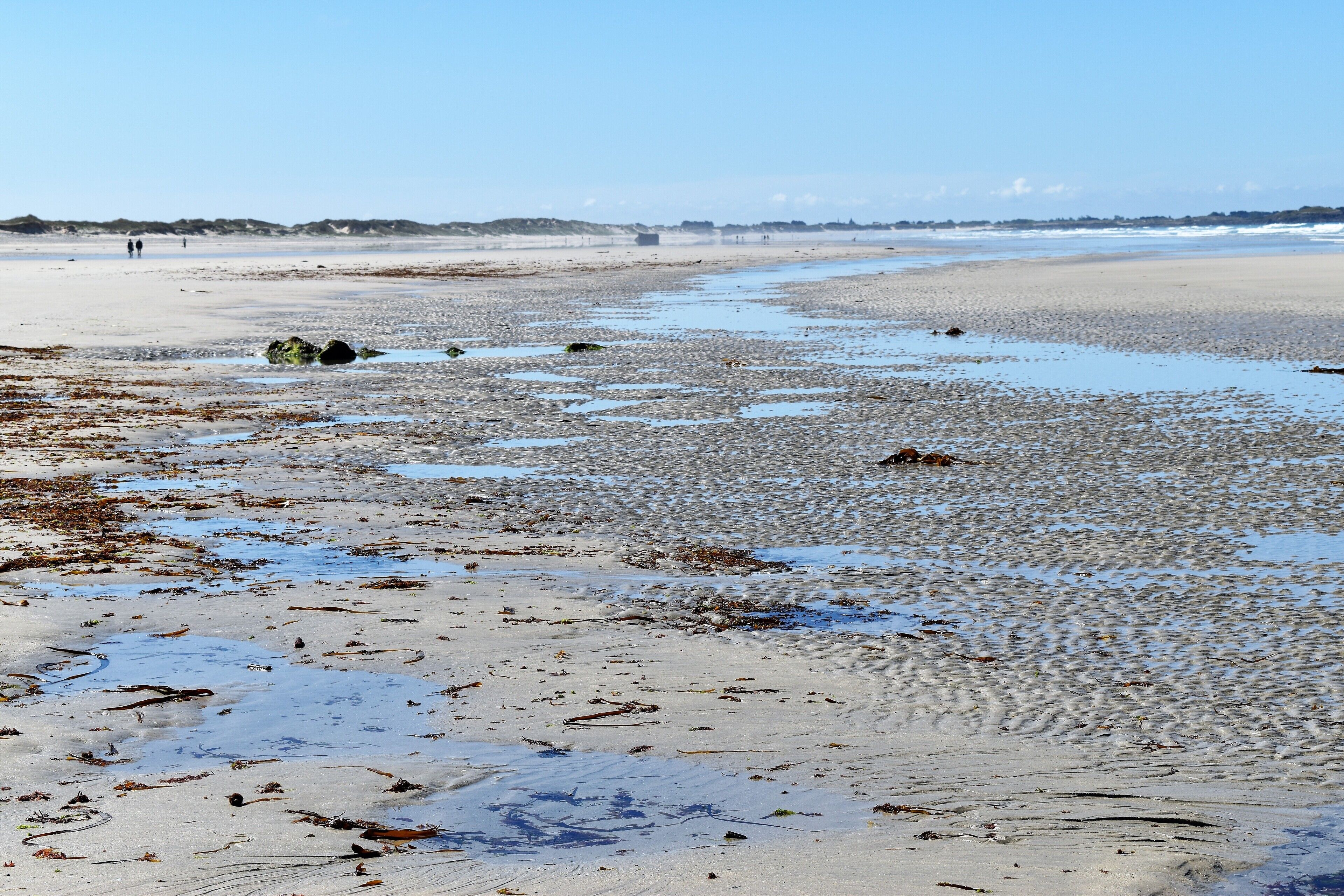 Une plage de sable humide parsemée d’algues, un ciel dégagé et des dunes qui se dessinent à l’horizon.
