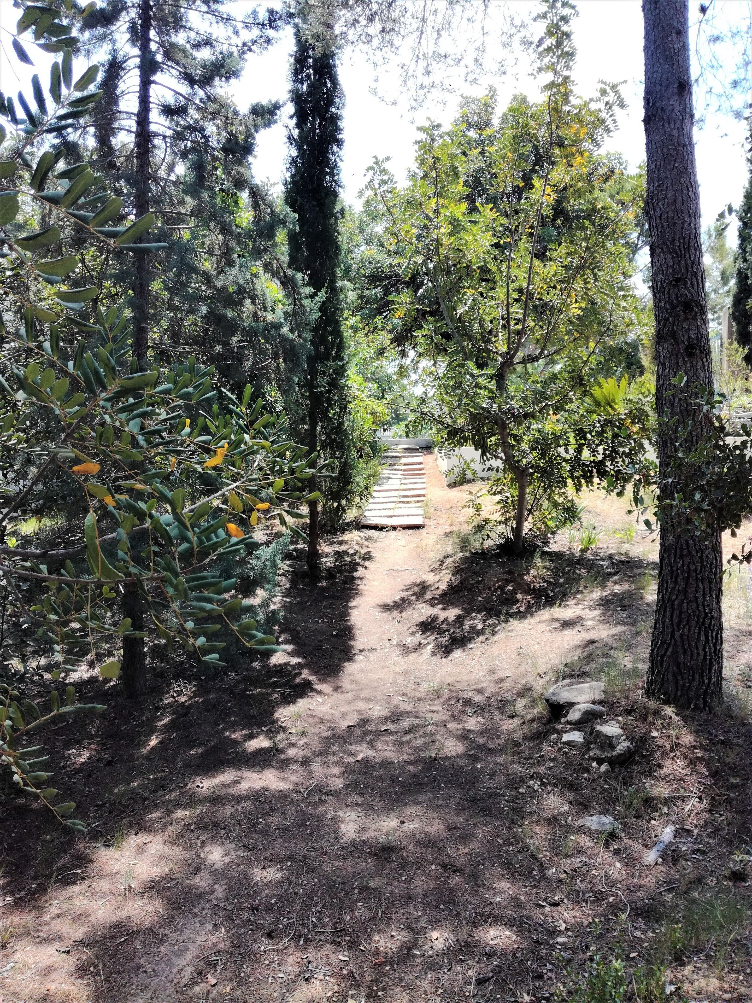 A forested path with a wooden bridge leading to a clearing.
