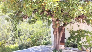 Un arbre avec une terrasse carrelée.