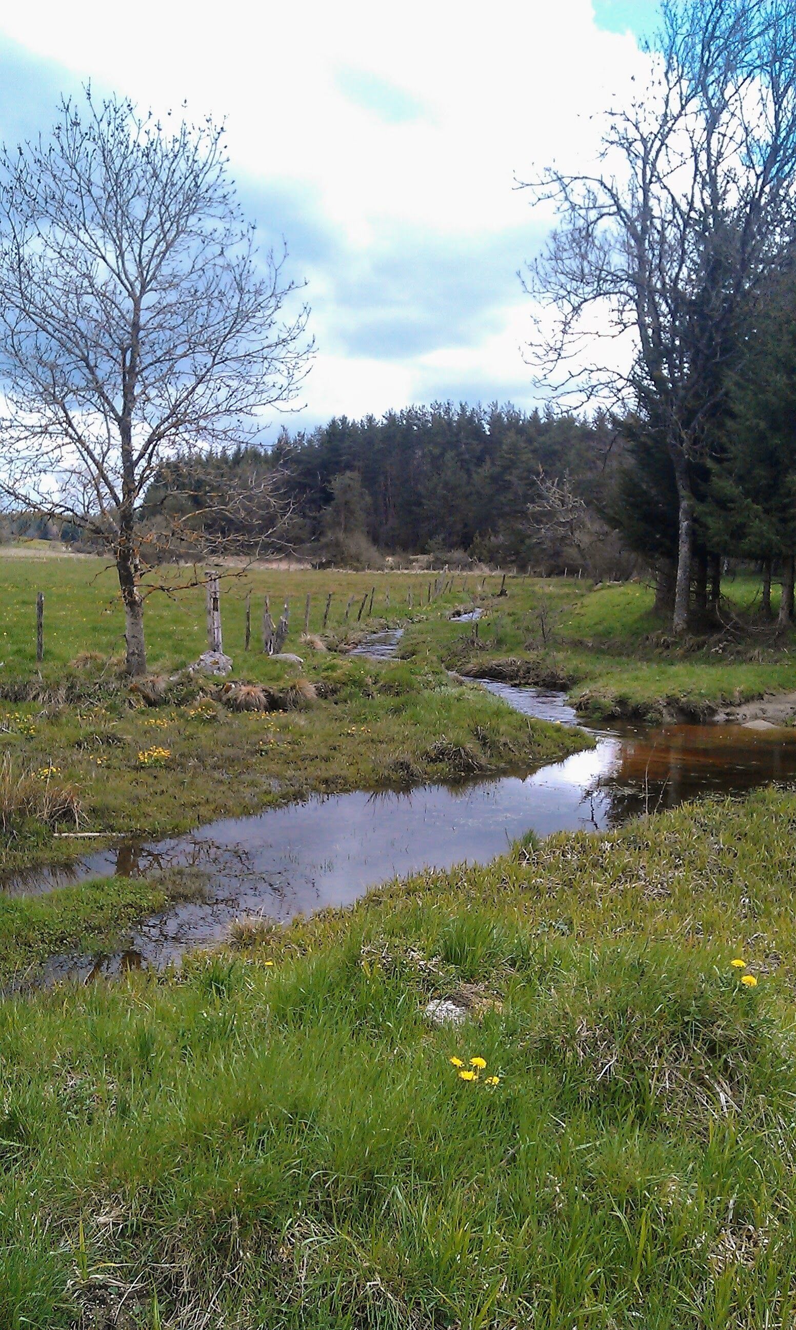 Paesaggio naturale con un ruscello, zone erbose e alberi.