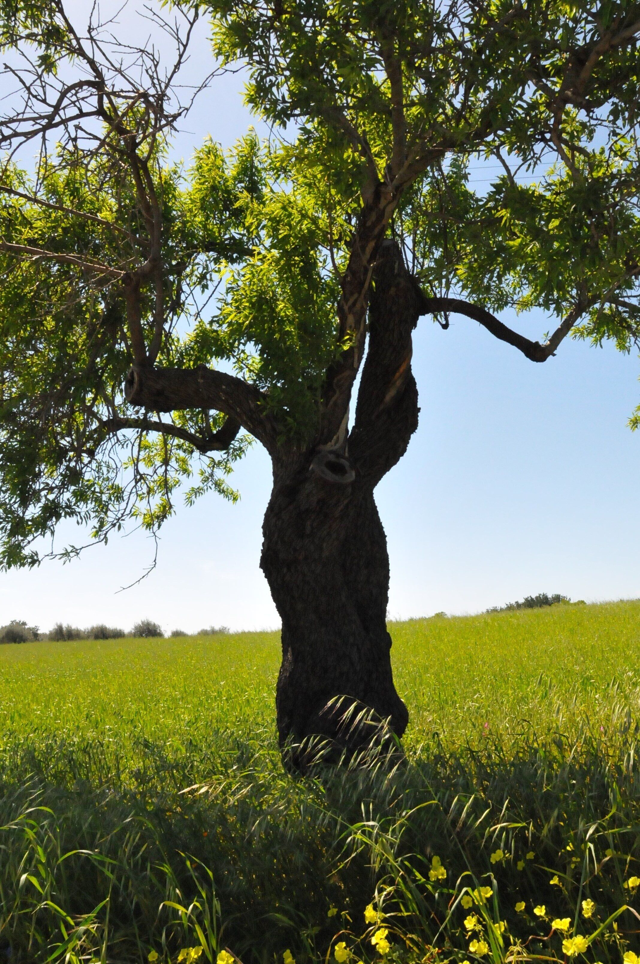 Un árbol en un campo cubierto de hierba bajo un cielo despejado.