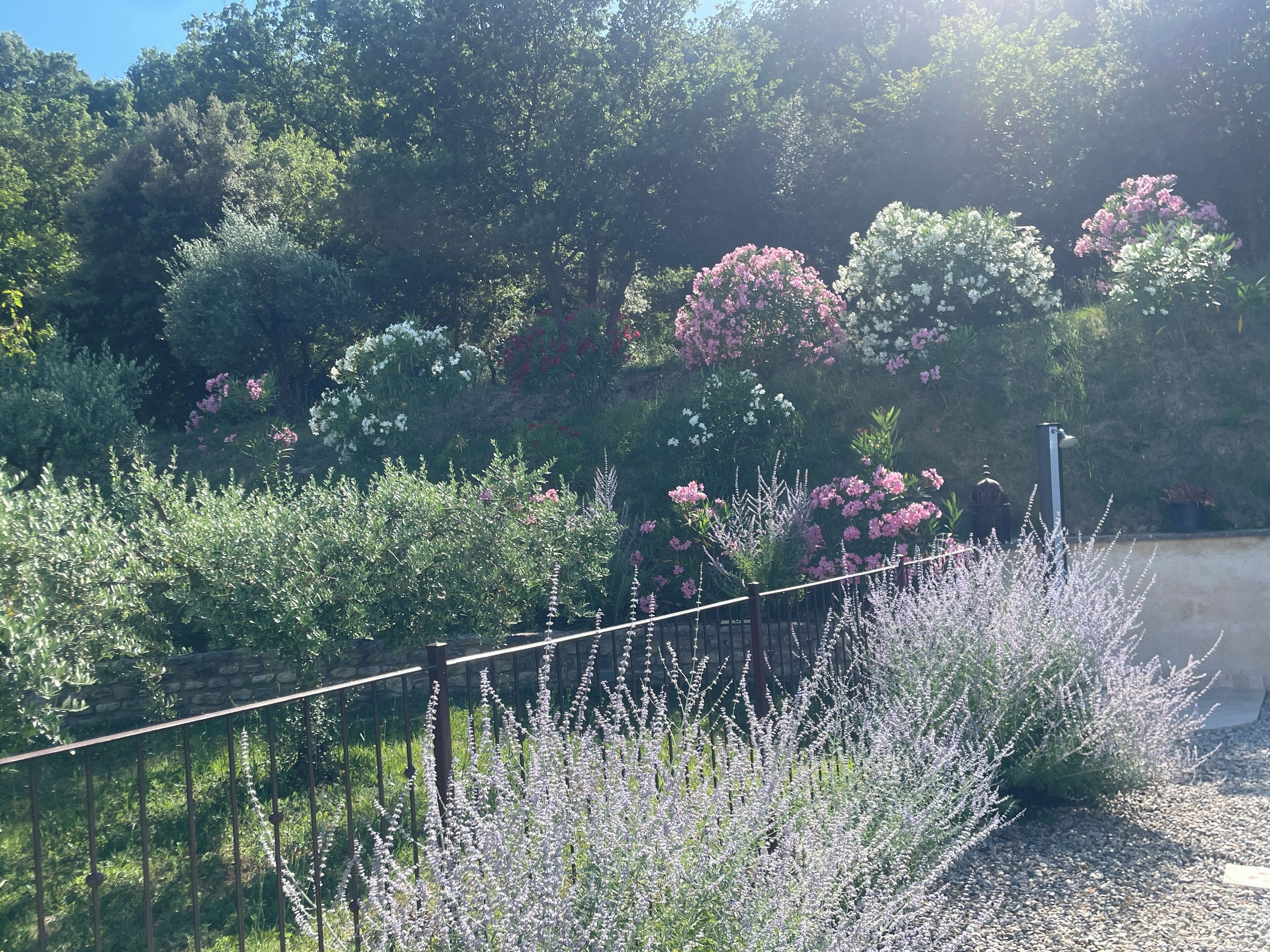 Jardim com diversas plantas e cerca de metal.