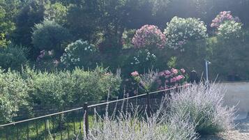 Jardim com diversas plantas e cerca de metal.