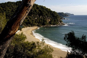 Paesaggio costiero con spiaggia sabbiosa, fitta foresta verde e vista aperta sull'oceano.