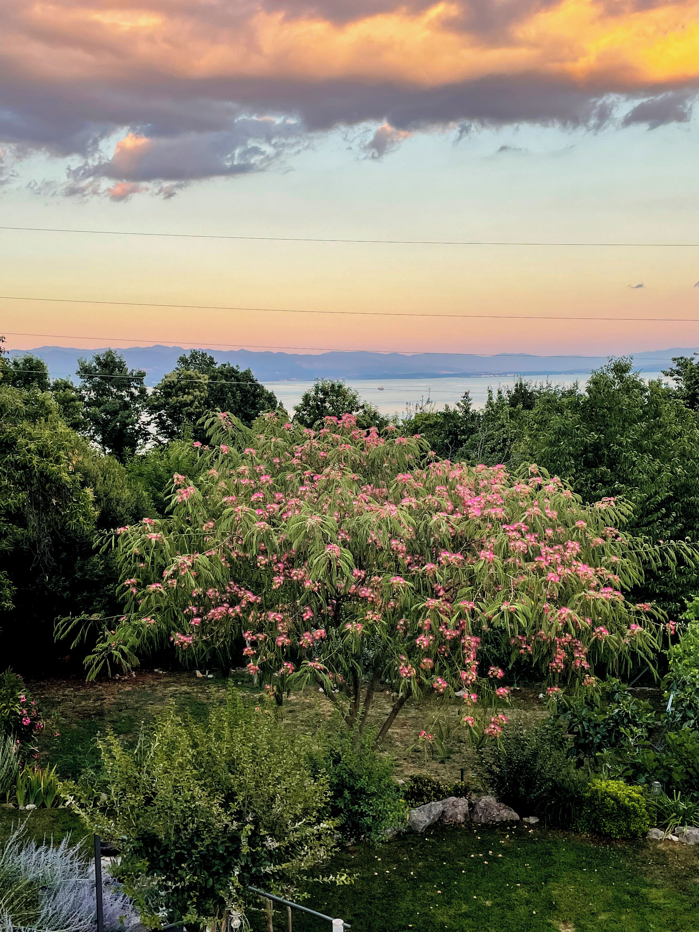 A garden with a prominent flowering tree, a well-maintained lawn, and a distant view of a body of water and mountains.