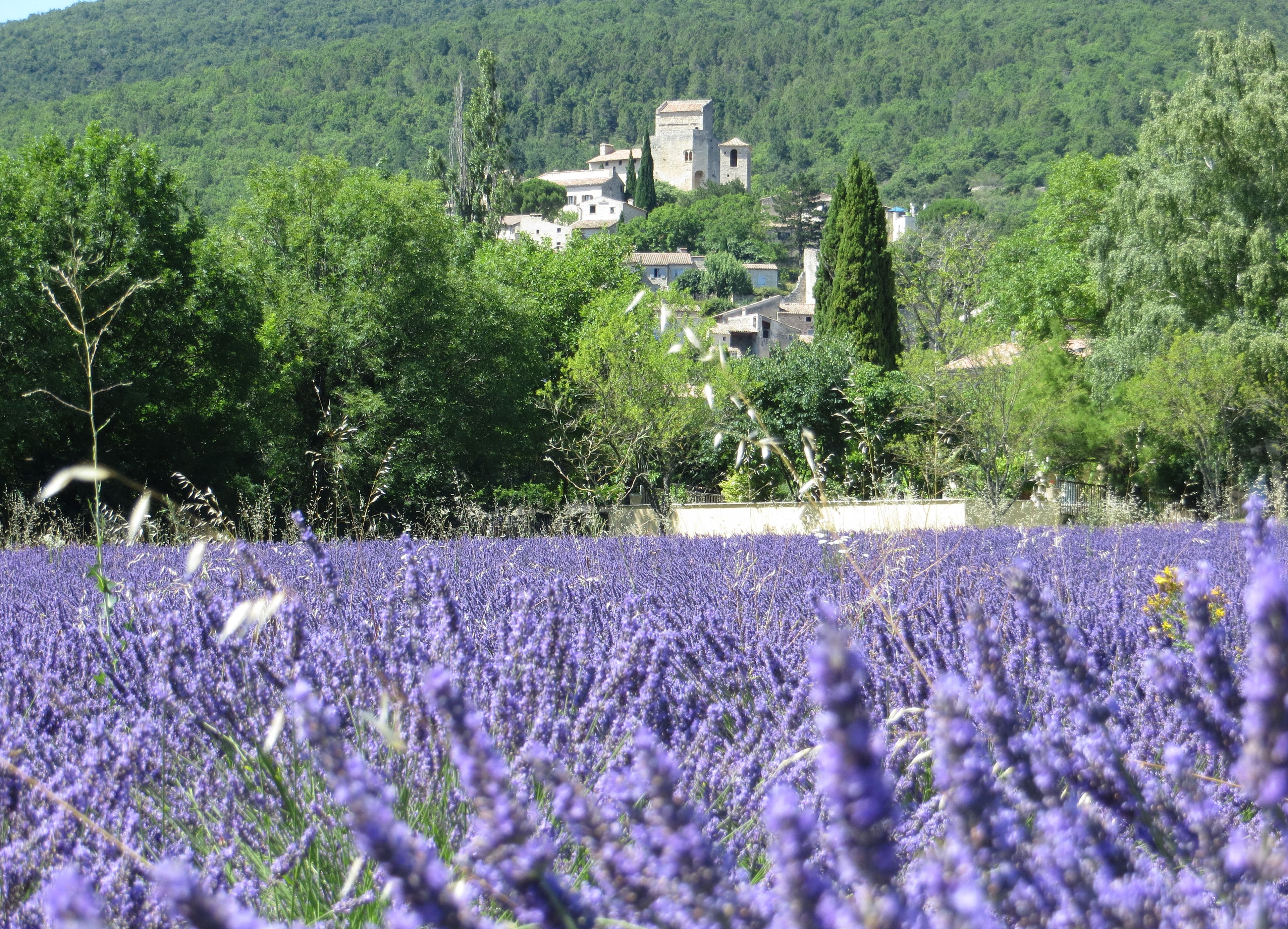A lavender field with a historic building in the background.