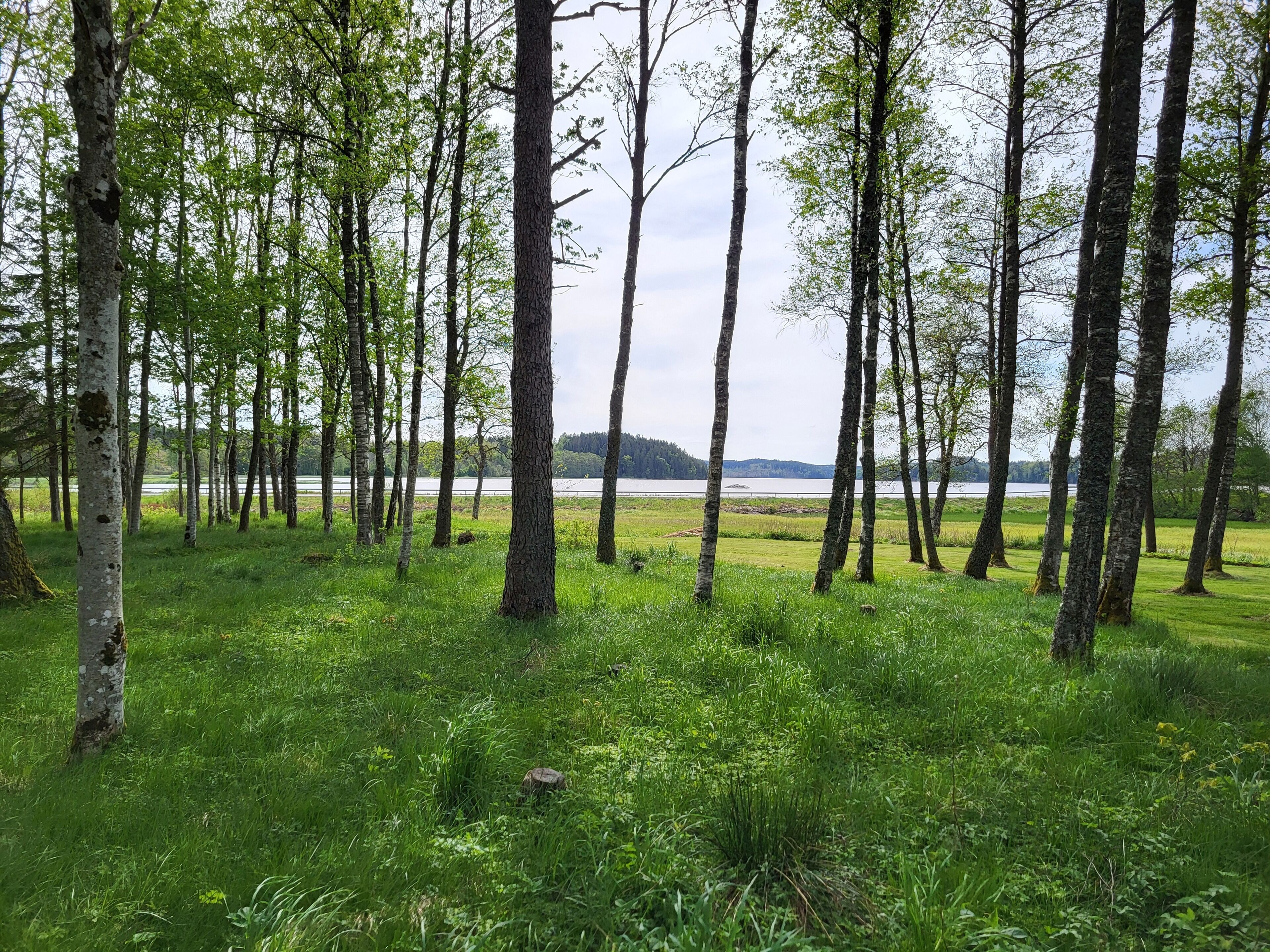 A forested area with tall trees and a lake in the background.