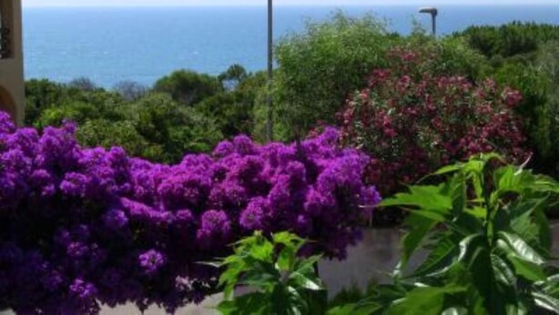 A coastal view with a building, lush greenery, and purple flowers.