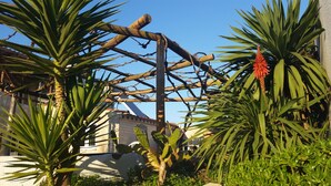 Una planta de cactus con una estructura de madera al fondo.