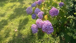 A garden with a table and chairs, surrounded by lush greenery and purple hydrangea flowers. - North Sea vacation right before SPO; 6-8 people, large garden apartment skipper - (Tating)