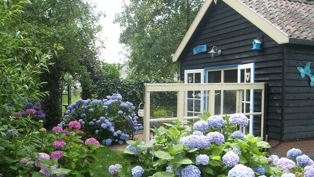 Un jardin agrémenté d’hortensias et une maison en bois avec une enseigne bleue.