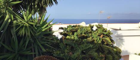 A rooftop garden with various plants, including a prominent cactus, overlooking a coastal view.