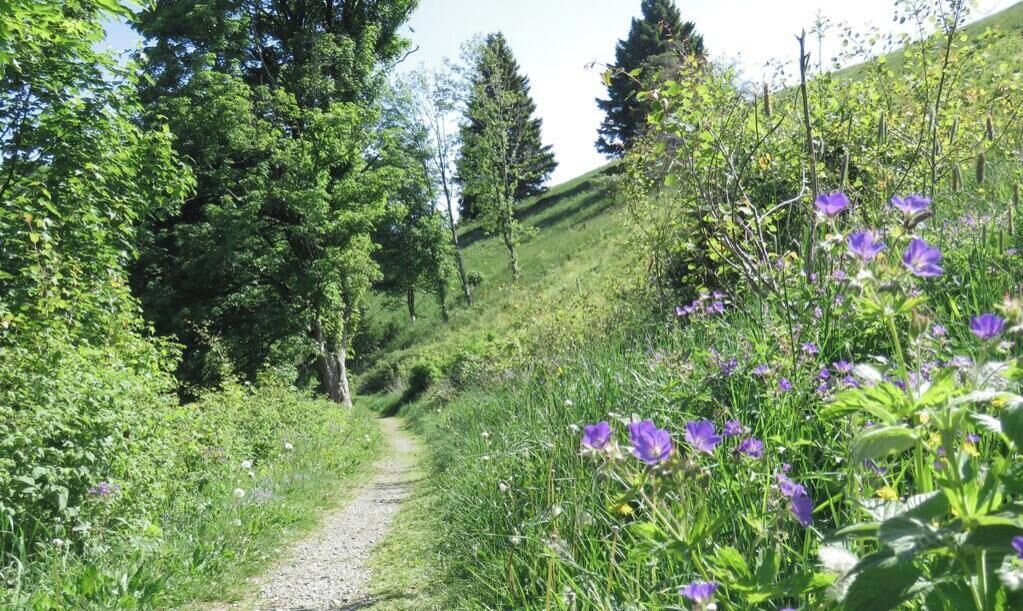 A gravel path surrounded by lush greenery and purple flowers.