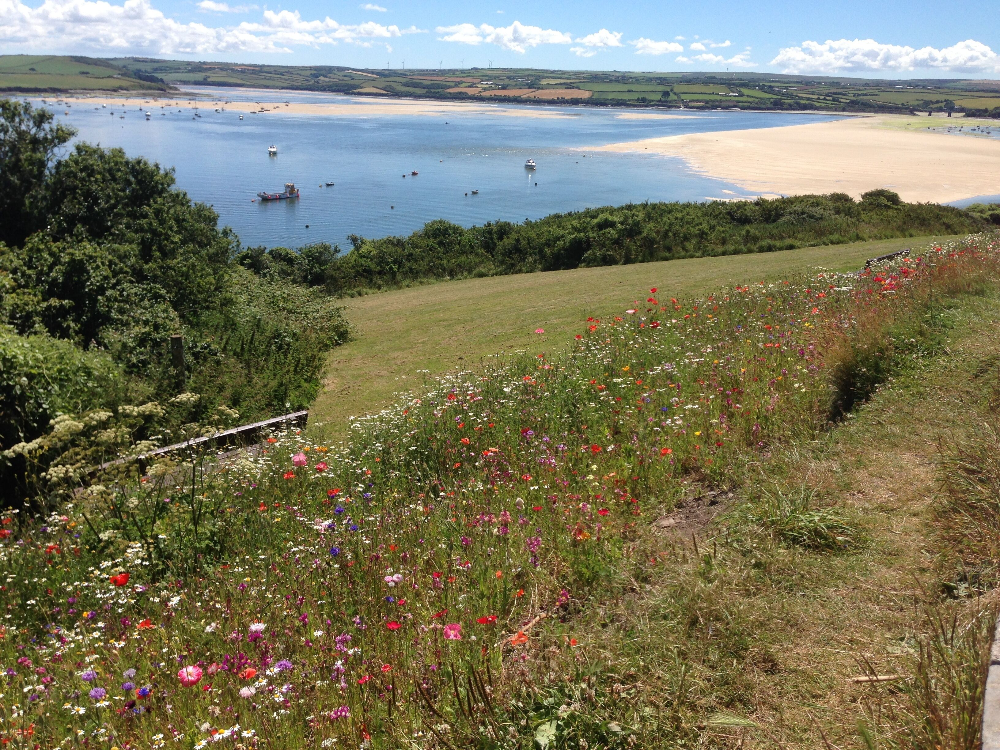 A coastal landscape with a beach, boats, and a field of wildflowers.