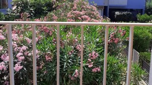 A residential area with a blue building, a white fence, and pink flowering plants.