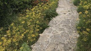Un sendero de piedra serpentea por un paisaje exuberante, con flores amarillas y follaje verde.