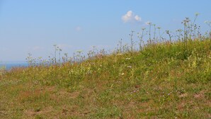 Une colline verdoyante parsemée de fleurs sauvages, sous un ciel dégagé.