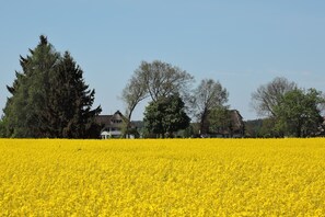 Un campo de flores amarillas con una casa al fondo.