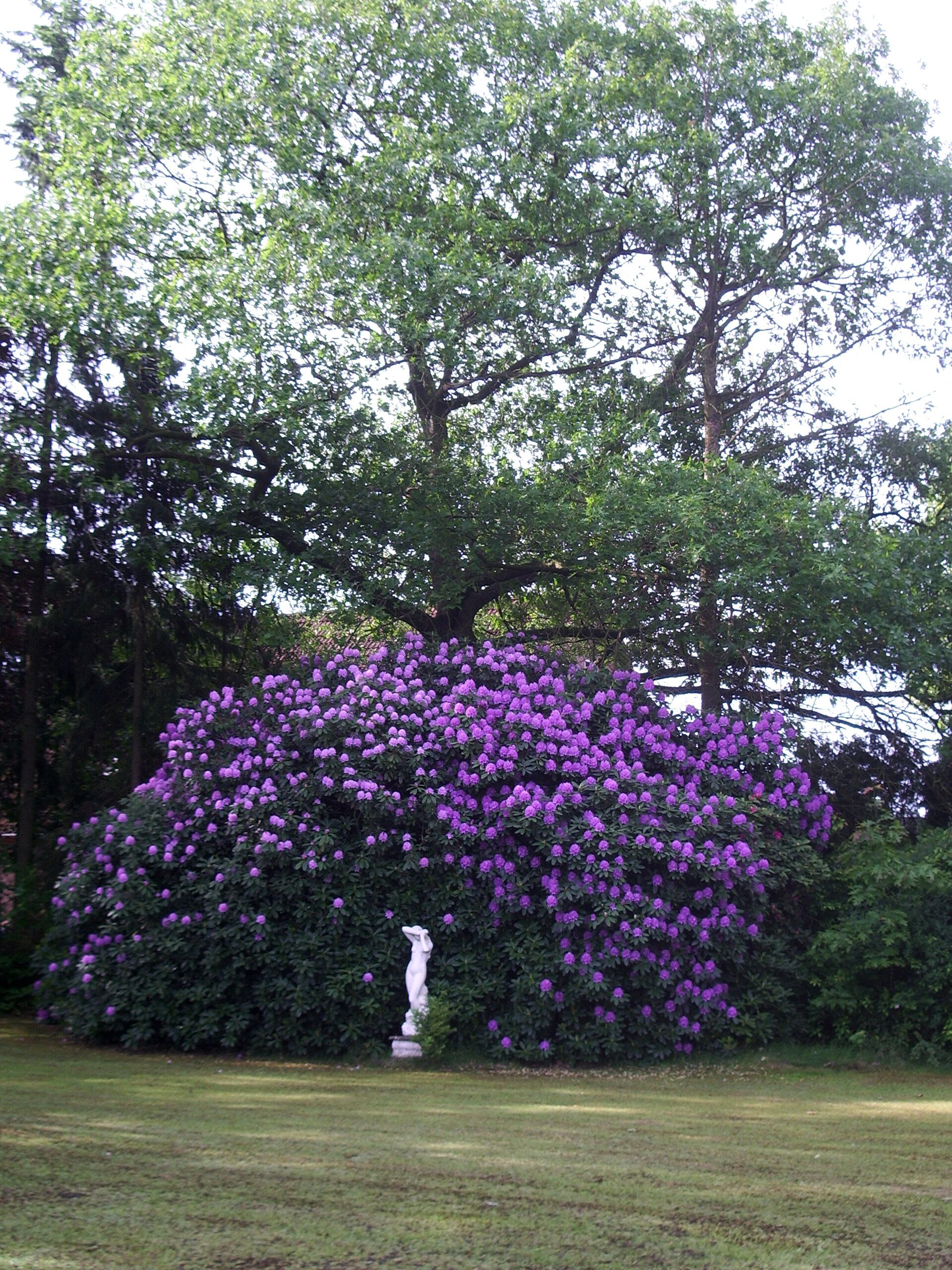 Un gran árbol con flores púrpuras densas y una estatua blanca en un jardín.