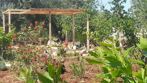 A garden with a wooden pergola, various plants, and a clear sky. - TRULLO in an evergreen olive grove in Salento, Apulia. (Ceglie Messapica)