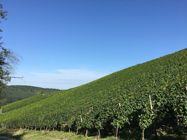 Property grounds - Cozy new apartment in Ruwertal (Kasel)