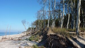 A beach with trees and a clear sky.