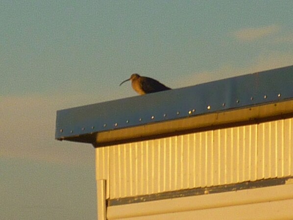 A bird perched on a metal structure atop a building.