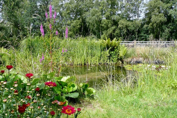 Natur pur im Sommer