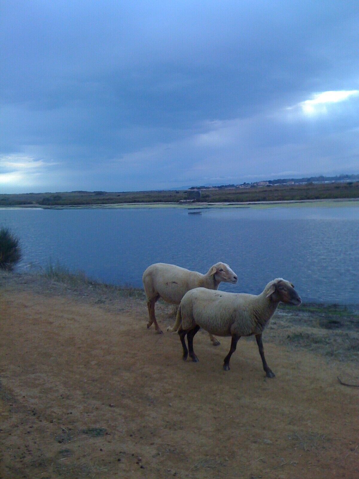 Deux moutons près d’une étendue d’eau, avec une côte lointaine en arrière-plan.